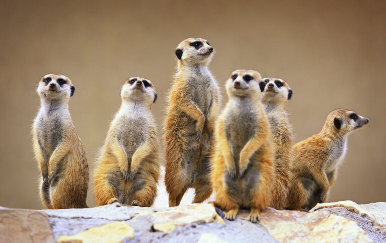 Here you buy Mongoose, which has risen 4,000% overnight